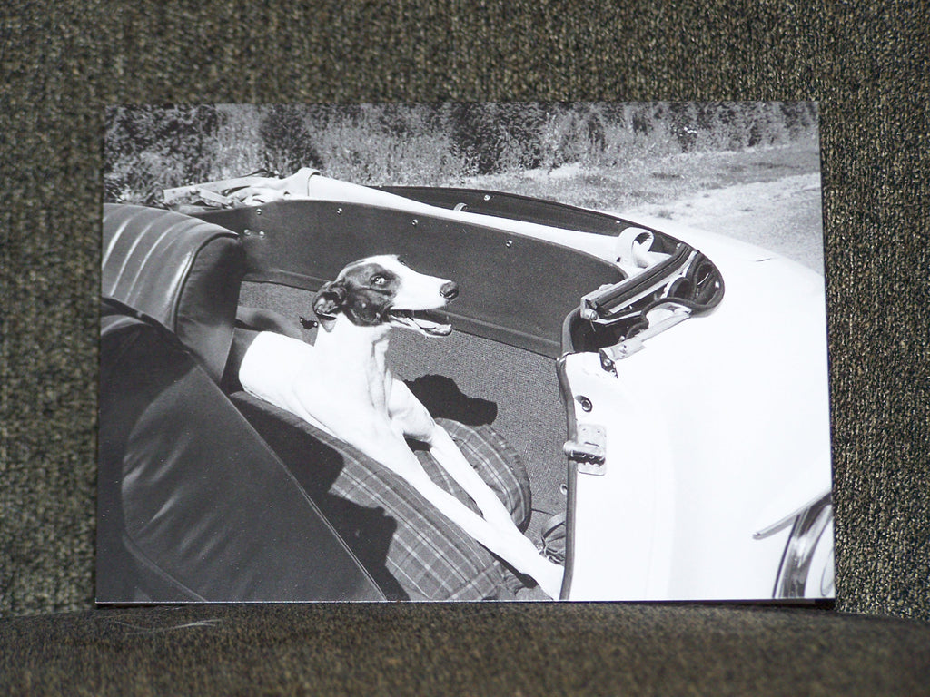 Dog in Car Blank Card